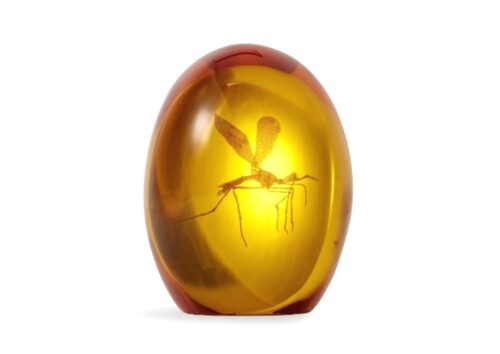 Jurassic Park Mosquito In Amber